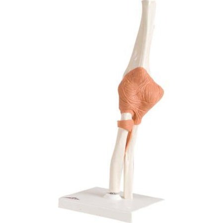 FABRICATION ENTERPRISES 3B® Anatomical Model - Functional Elbow Joint 954350